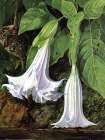 Angels Trumpets and Humming Birds, Brazil