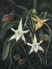 Angraecum Sesquipedale, South Africa Art Print