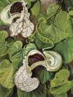 Aristolochia Brasiliensis, a Climber Art Print