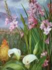Beauties of the Swamps at Tulbagh, South Africa Art Print