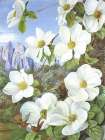 Californian or Mountain Dogwood Art Print