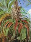 Dracophyllum Traversii from New Zealand Art Print