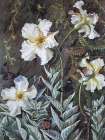 Flannel Flowers, Branca, Brazil Art Print