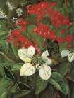 Flowers and Butterflies of Sarawak Art Print