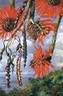 Flowers of a Coral Tree, Brazil Art Print