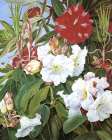 Flowers of two Indian Rhododendrons Art Print
