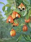 Foliage and Fruit of the Akee, Jamaica Art Print