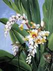 Foliage and Flowers of Alpinia Zerumbet from Asia Art Print