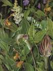Jack-in-the-Pulpit and Ladys Slipper Orchid, New York