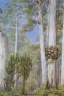 Karri Gums, West Australia Art Print
