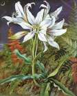 Night-flowering Crinum Lily Art Print