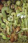North American Carnivorous Plants Art Print