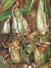 Pitcher Plants, Sarawak Art Print
