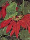 Poinsettia at Morro Velho, Brazil Art Print