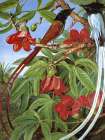 Red Cotton Tree and Paradise Flycatchers, Ceylon Art Print