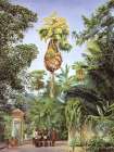 Taliput Palm, Peradeniya, Ceylon Art Print