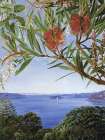 View of Sydney Harbour with a Wonga-Wonga Vine Art Print