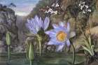 Waterlily in Van Staadens Kloof Art Print