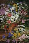 Wild Flowers of the Blue Mountains, New South Wales Art Print