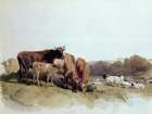 Victoria Cows, Guernsey 1846 Art Print