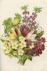 1858 vol. 14 - Jan Feb Flowers Art Print