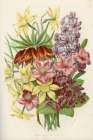 1858 vol. 14 - Mar Apr Flowers Art Print