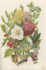 1858 vol. 14 - Nov Dec Flowers Art Print