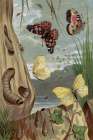 1860 vol. 16 - Butterflies and Moths I Art Print