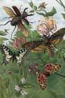 1863 vol. 16 - Butterflies and Moths IV Art Print