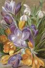 1863 vol. 19 - Crocuses Art Print