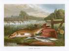 1864 vol. 20 - Barbel and Dace Art Print