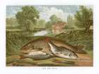 1864 vol. 20 - Carp and Roach Art Print