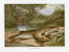 1864 vol. 20 - Pike and Perch Art Print