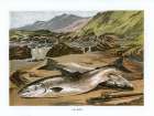 1864 vol. 20 - Salmon Art Print