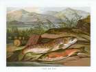 1864 vol. 20 - Trout and Char Art Print
