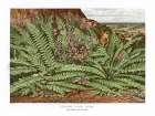 1865 vol. 21 - Common Hard fern Art Print