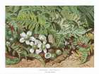 1865 vol. 21 - Common Polypody Art Print