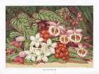 1866 vol. 22 - Summer Flowers Art Print
