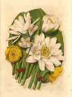 1867 vol. 23 - Water-Lilies Art Print