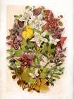 1868 vol. 24 - Flowers and Butterflies Art Print