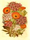 1868 vol. 24 - Sweet William Posy Art Print