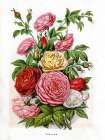 1871 vol. 27 - English Roses Art Print