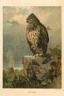 1872 vol. 28 - Bird of prey Art Print