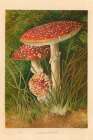 1873 vol. 29 - Agaricus Muscarious Mushroom