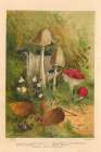 1873 vol. 29 - Mushrooms Art Print