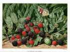 1876 vol. 32 - Blackberries and acorns Art Print