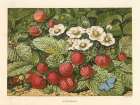 1876 vol. 32 - Strawberries Art Print