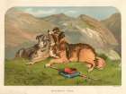 1878 vol. 34 - Shepherds dogs Art Print