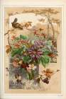 1883 vol. 39 - Clematis Art Print