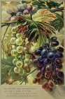 1884 vol. 40 - Autumn verse with grapes Art Print